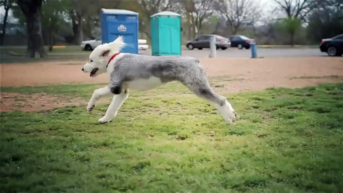 Old English Sheepdogs Explore the Park | The Daily Puppy