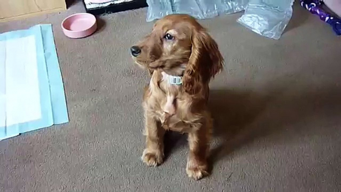 AMBER OUR CUTE GOLDEN COCKER SPANIEL PUPPY EARNING TREATS :D