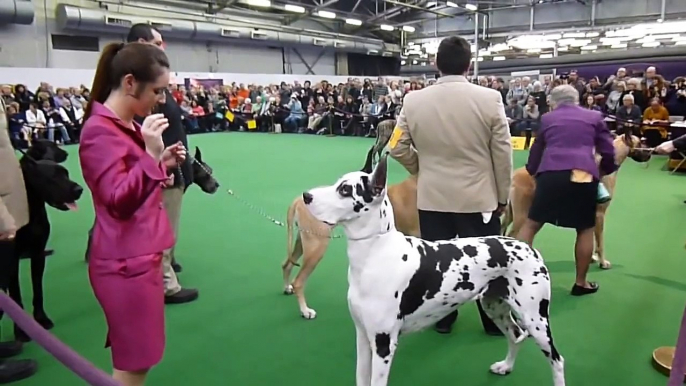 Great Danes - 2013 Westminster Kennel Club Dog Show