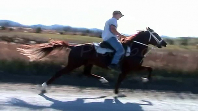 New speed horses at Neace Stables