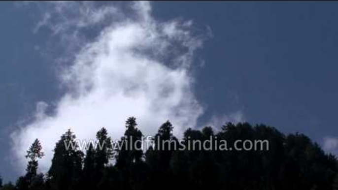 Conifers and clouds - Kashmir time lapse