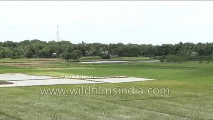 Farmers walk through their paddy fields - Tamil Nadu, India