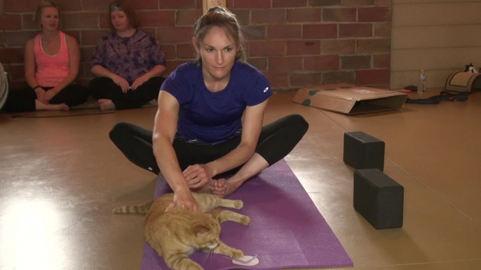 Yoga + Katzen = Die ultimative Entspannung?