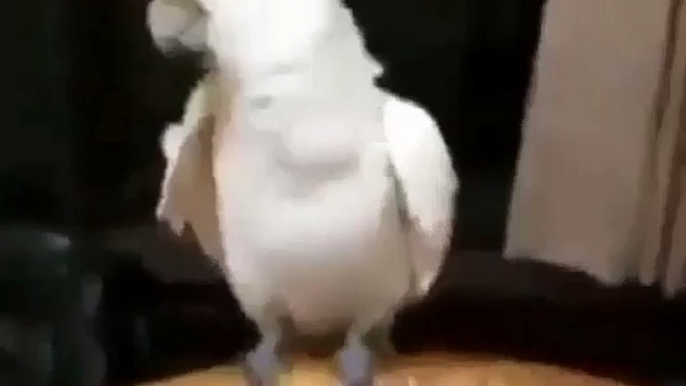 Parrot dancing on gungnum Style - Funny Animal Video