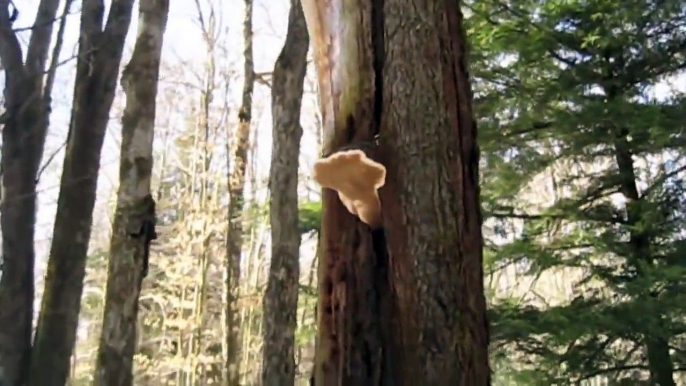 Medicinal Mushroom Hunt: Chaga + Red-Belted Polypore