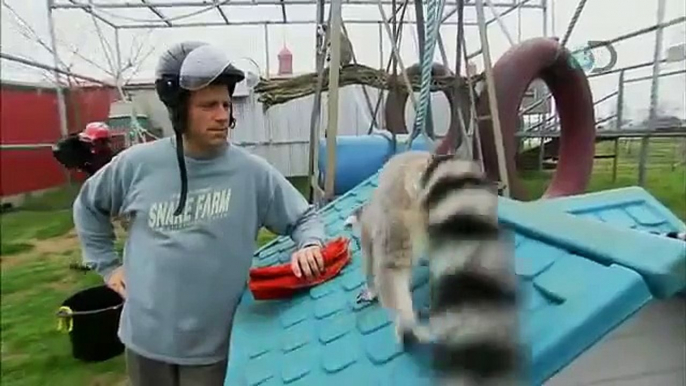 Dirty Jobs - Lemur Attacks Mike Rowe | Exotic Nanny