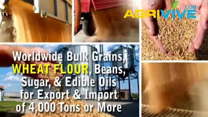 Bulk Wheat Flour Export, Wheat Flour Export, Wheat Flour Export, Wheat Flour Export, Wheat Flour Export, Wheat Flour Exp