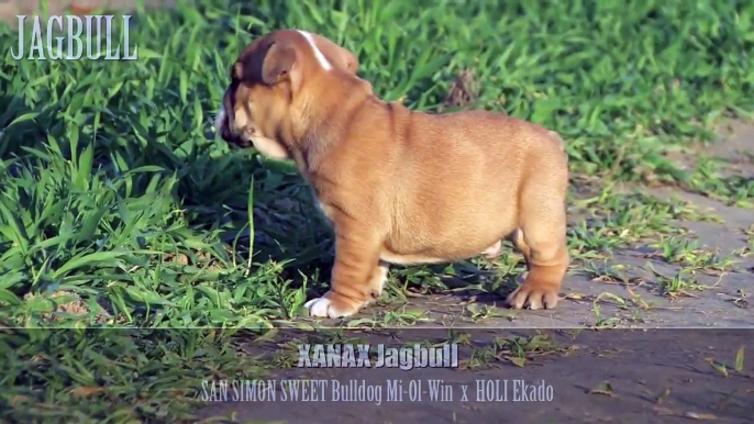 JAGBULL miot "X" buldog angielski bulldog puppy