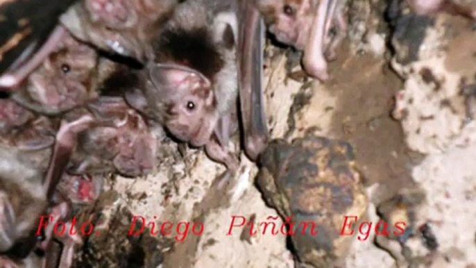 Murciélago Vampiro común (Desmodus rotundus) La Playa 12-Nov-2011.mp4