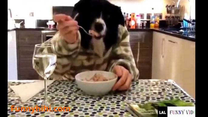 Funny Animals   Funny Cats   Funny Cat Videos   Funny Dog Videos   Funny Animals 2015 #1