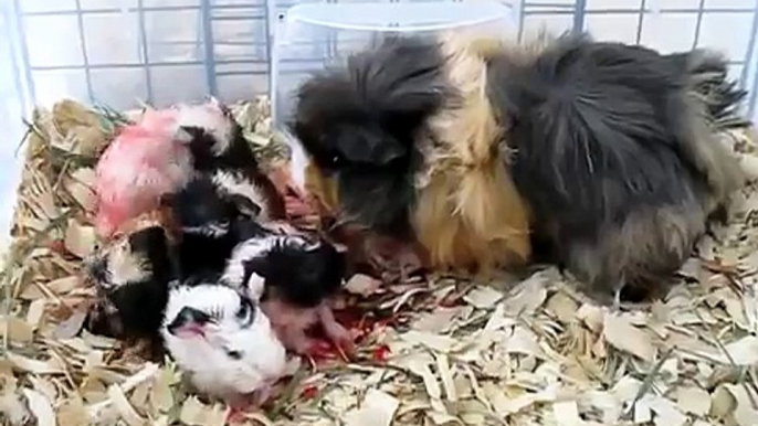 Guinea Pig Giving Birth to Five Babies 4/4