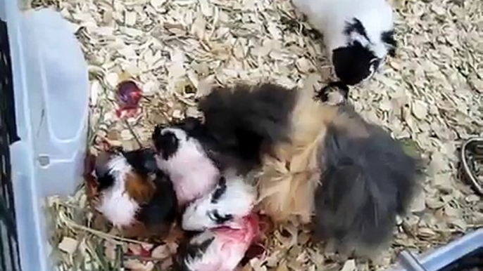 Guinea Pig Giving Birth to Five Babies 3/4