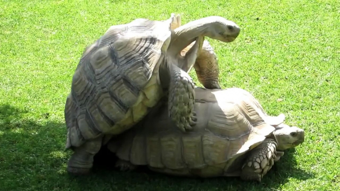 Cópula de tortugas de espolones Africanas