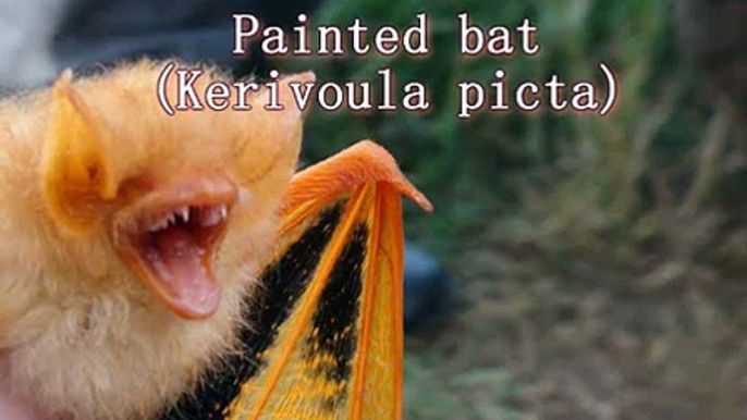 Painted bats Thailand