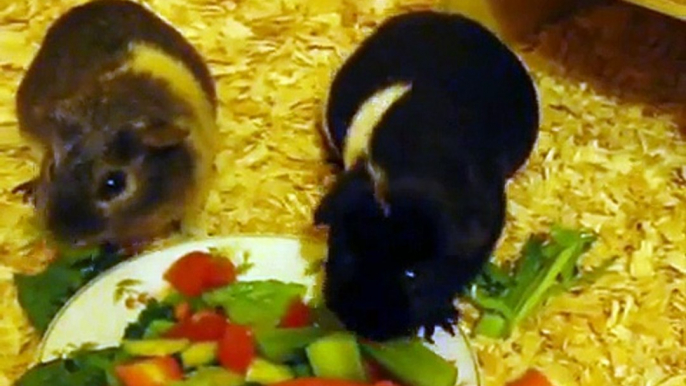 Guinea Pigs - Eating Vegetables