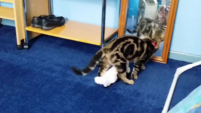 Cheshire with Chester his toy cat, funny video