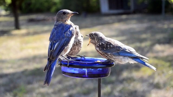 Wild Bird House : Baby Eastern Bluebirds are the Cutest Birds in the World!