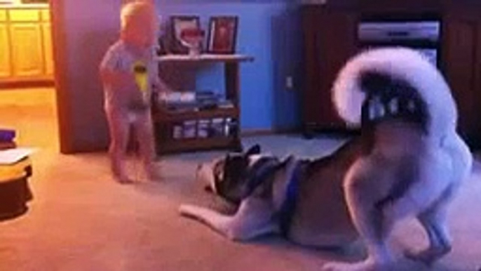 New Funny Animal Videos Compilation 2014 : Baby And Husky Have Deep Conversation Funny Videos