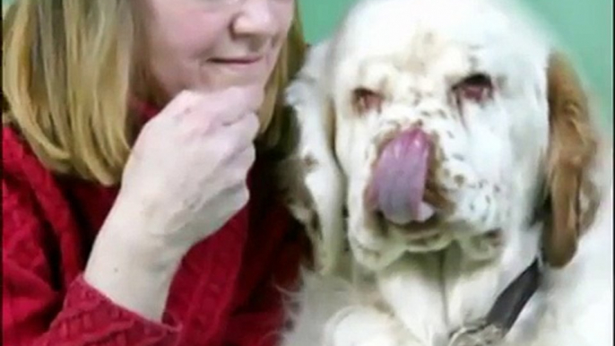 Westminster Kennel Club Dog Show candidates