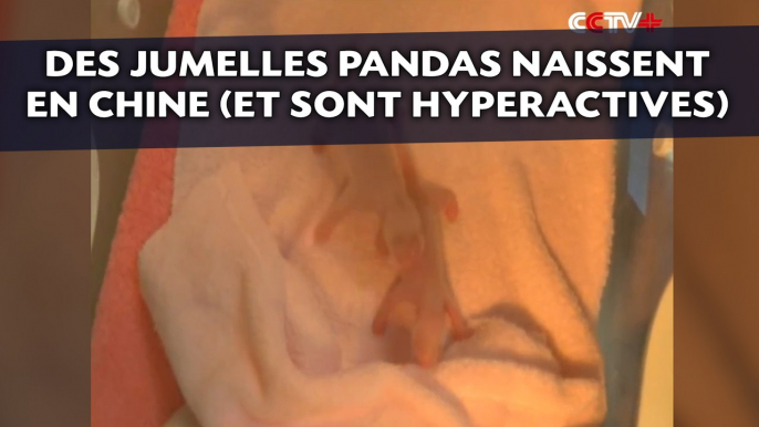 Des jumelles pandas hyperactives naissent en Chine