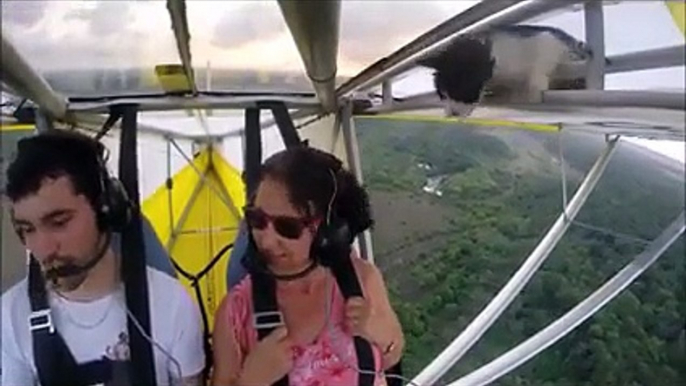 Pilot While Flying The Plane Noticed A Cat On The Wing - See What He Did Next