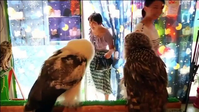 Bird fans flock to Japan Owl Cafe