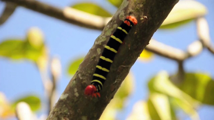 Angry Caterpillar Shaking His Butt