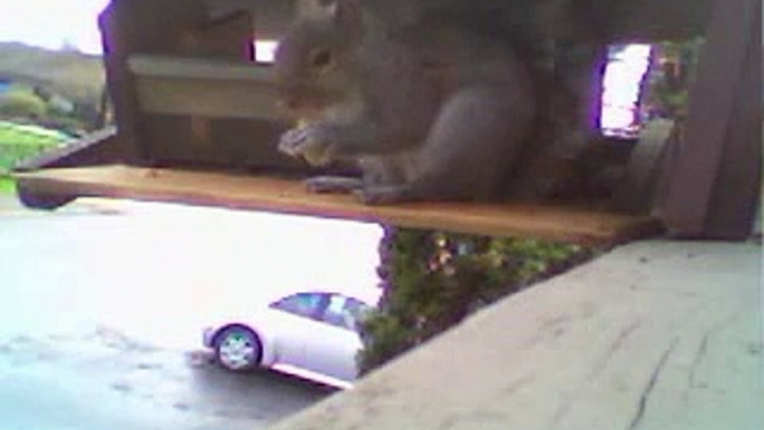 Grey and black squirrels eating nuts with crazy music