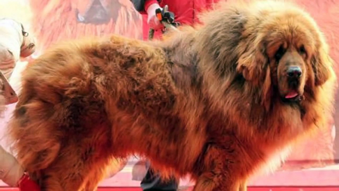Red Tibetan Mastiff - The Most Expensive Dog In The World