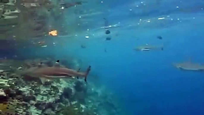 Snorkeling With Sharks (2) - Welcome Jetty - Uepi Island - Solomon Islands