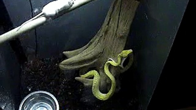 Green Tree Python Live Feeding #1