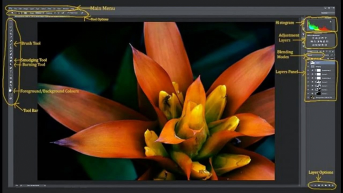 How to Give Your Macro Photography techniques a Fine Art Touch in Post-Processing