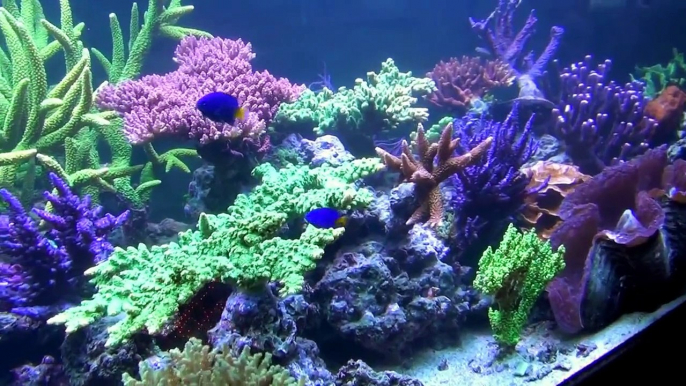 korallenfarm.