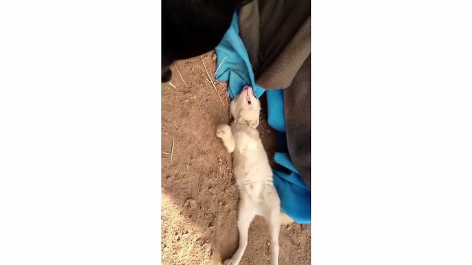 Baby Fox Loves To Play With Bigger Cat (Storyful, Cats)