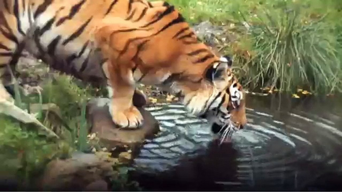 Amur Tigers (Siberian) at Highland Wildlife Park