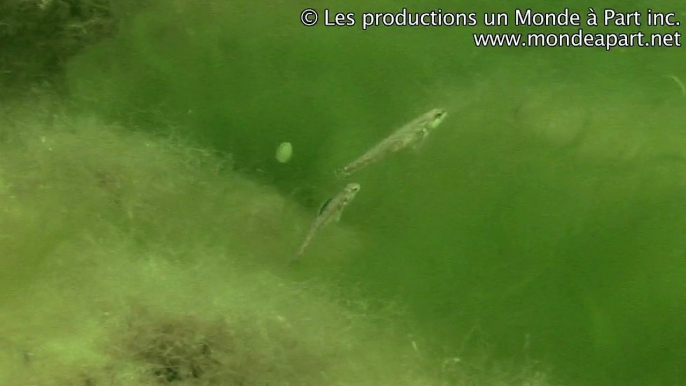 Poisson d'eau douce à identifier