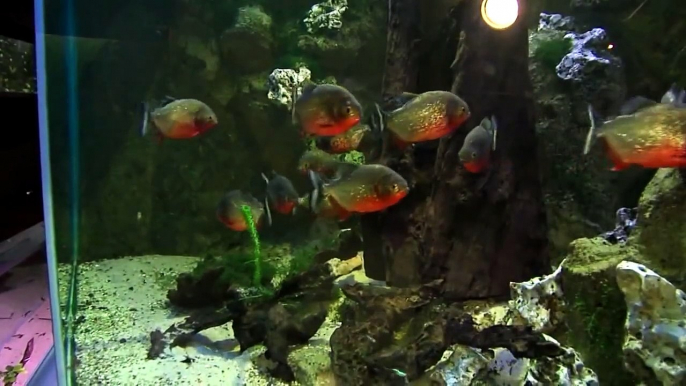 Des méduses d'eau douce à l'aquarium