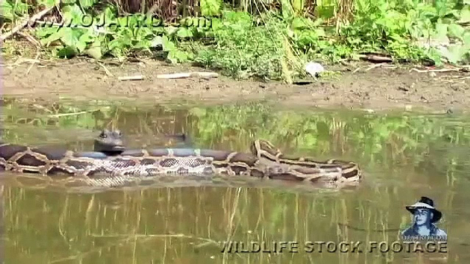 National Geographic Documentary Wild Animals attack National Geographic Animals ✔ ► P.33