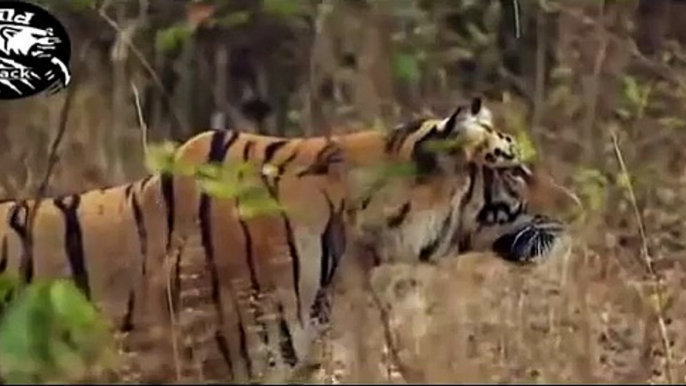 National Geographic Documentary Wild Animals attack National Geographic Animals ✔ ► P.40