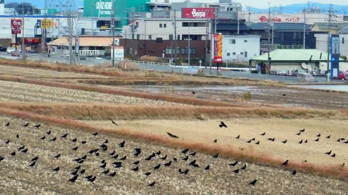 A Murder of Crows in Japan !!