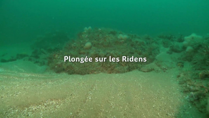 Plongée sur les Ridens au sein du Parc naturel marin des estuaires picards et de la mer d'Opale