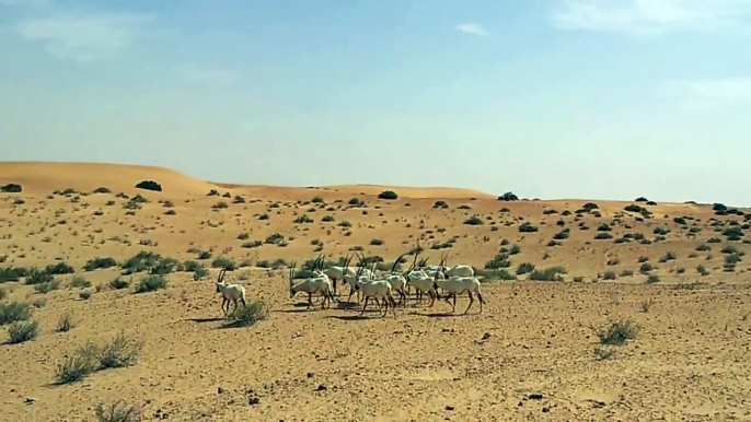 Arabian Oryx at Dubai Desert Conservation Reserve المها العربية في محمية دُبي الصحراوية