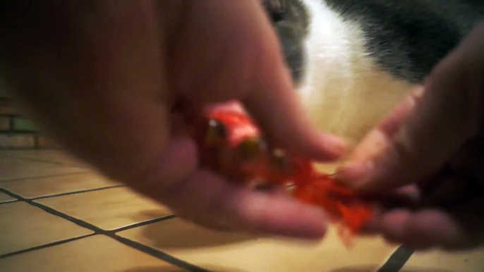 Cats and Marbles
