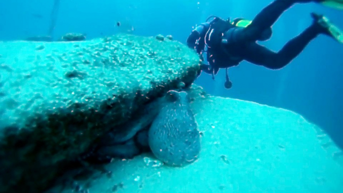 Tauchen Fuerteventura - Jandia - Großes Muränenriff - Großer Octopus - Oktober 2012 - Stevie