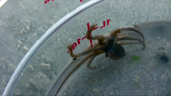 Baby Octopus found in Tidepool