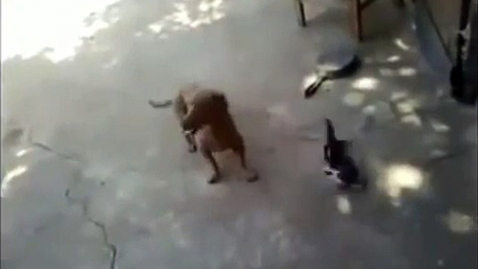 WATCH: Cat Fights Dog To Protect Her Kitten | Mama Cat Quickly Becomes Mama Bear | Cat Attacks Dog