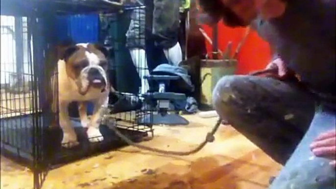 3 year old Bulldog with trust issues, Peter Caine Brooklyn Dog training, NYC dog training