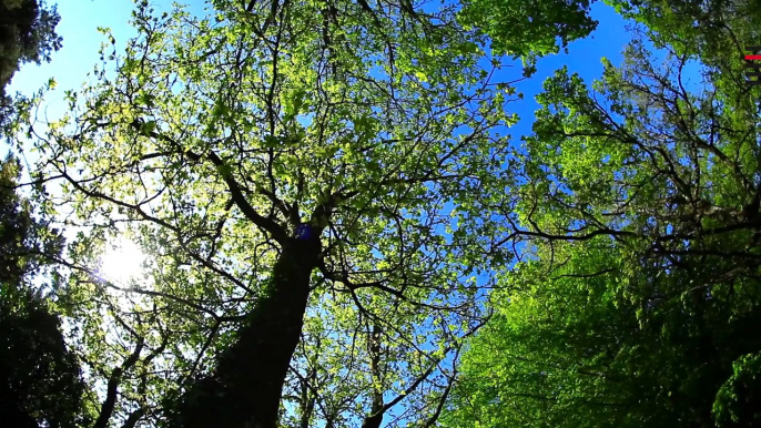 Forêt de Brocéliande en Haute Bretagne