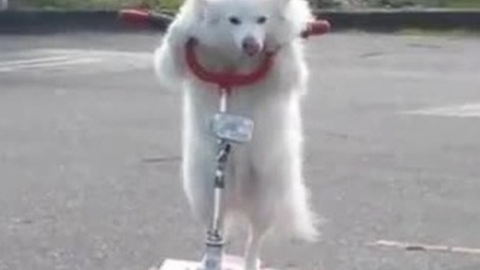 Dog casually rides 3-wheeled scooter