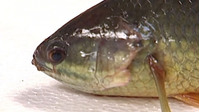 Australian Walking Fish Lives Up To Its Name | Mashable